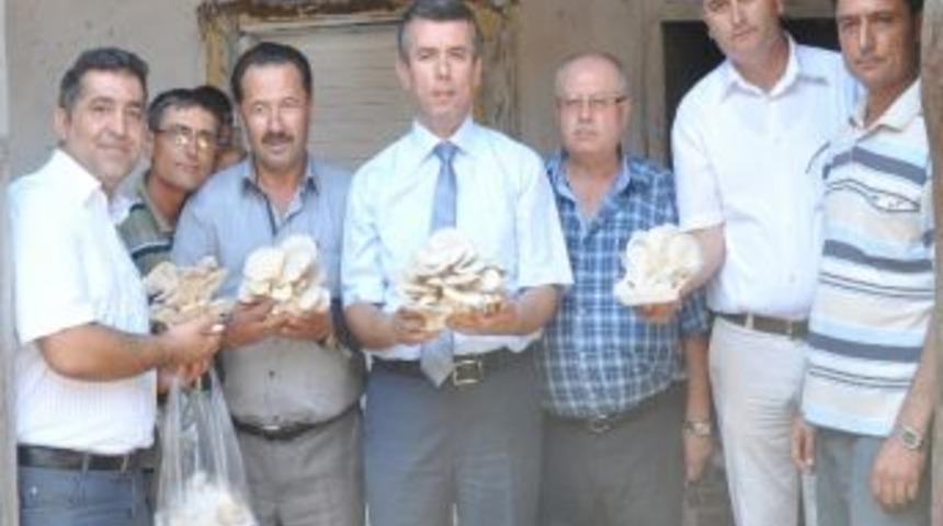 'istiridye Mantarı Projesi'nin İlk Hasadı Yapıldı