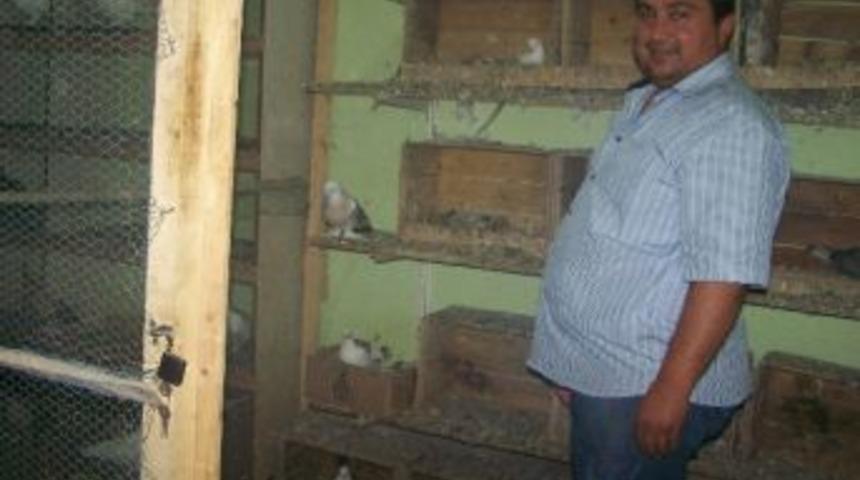 Arabasına G&uuml;vercin Giren Minib&uuml;s&ccedil;&uuml; Kuş &Ccedil;iftliği Kurdu