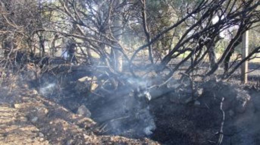 Nazilli&rsquo;de 30 D&ouml;n&uuml;m Zeytinlik Alan Yandı