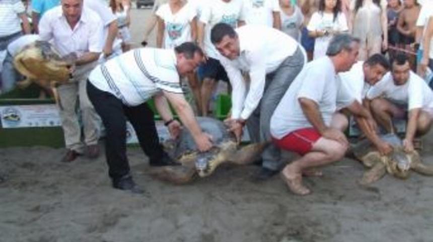 Caretta Carettalar Doğal Ortama Bırakıldı