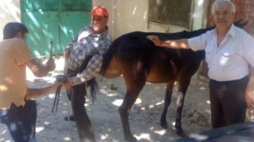 Hasat Sezonu Başladı Nalbantların İşleri A&ccedil;ıldı