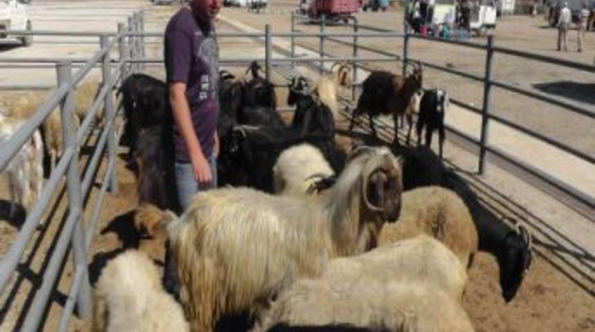 (&ouml;zel Haber) Besiciler Hayvanlarını Satma Derdine D&uuml;şt&uuml;