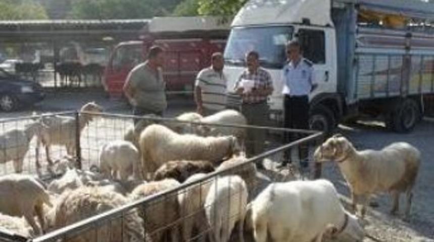 Tire'de Hayvan Pazarında Denetim