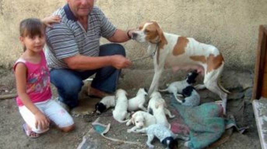 Burhaniye&rsquo;de Şila Dokuz Doğurdu