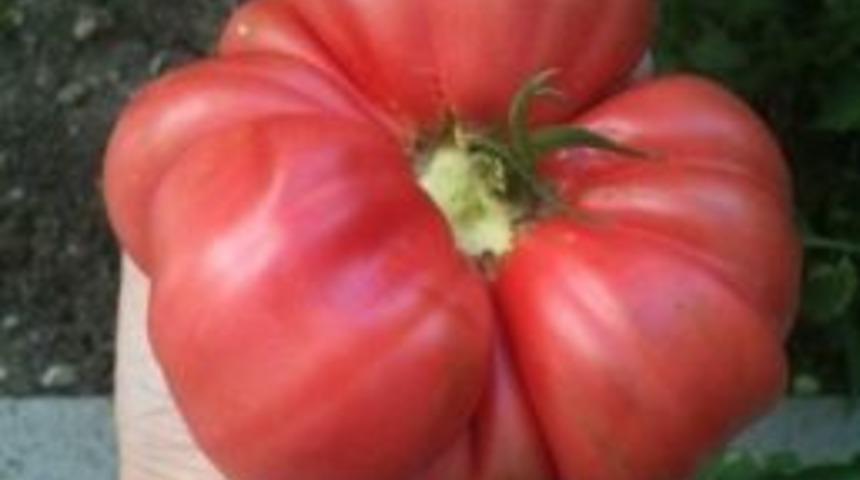 Kocasinan&rsquo;ın Domatesleri Ele Avuca Sığmıyor