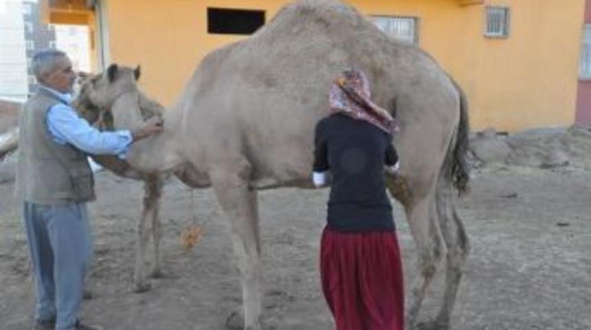 Urfa&rsquo;da deve &ccedil;iftliği kurmak istiyor