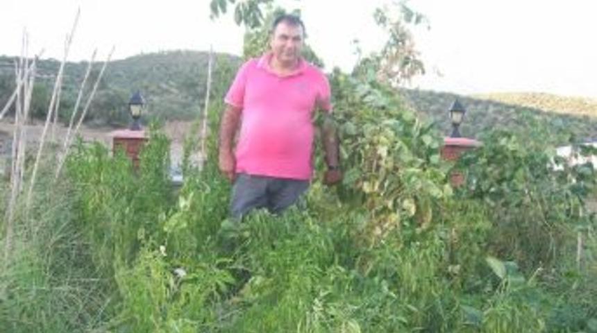 Futbolcular Kendi Yedikleri &Uuml;r&uuml;nleri Kendileri Yetiştiriyor