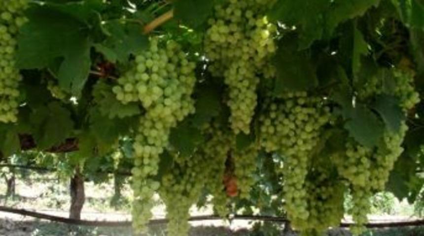 T&uuml;rk &Uuml;z&uuml;m&uuml;nden Alınan Numune