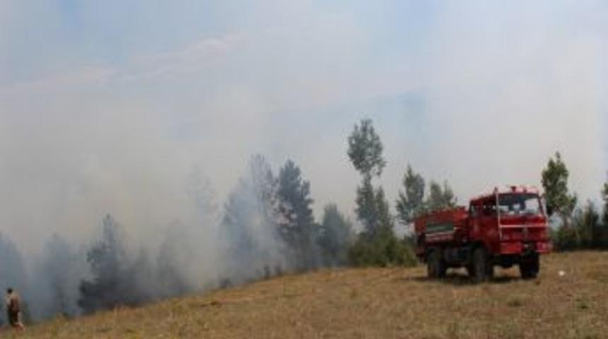 Tosya&rsquo;da Orman Yangını