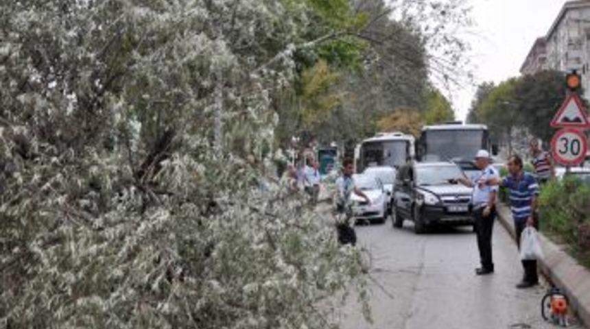 Fırtına, Ağacı K&ouml;k&uuml;nden S&ouml;kt&uuml;, Iki S&uuml;r&uuml;c&uuml; Tehlike Atlattı