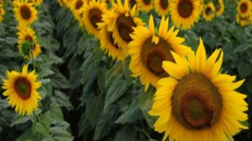 &ldquo;toprağın Bereketi&rdquo; Fotoğraf Yarışması Sonu&ccedil;landı