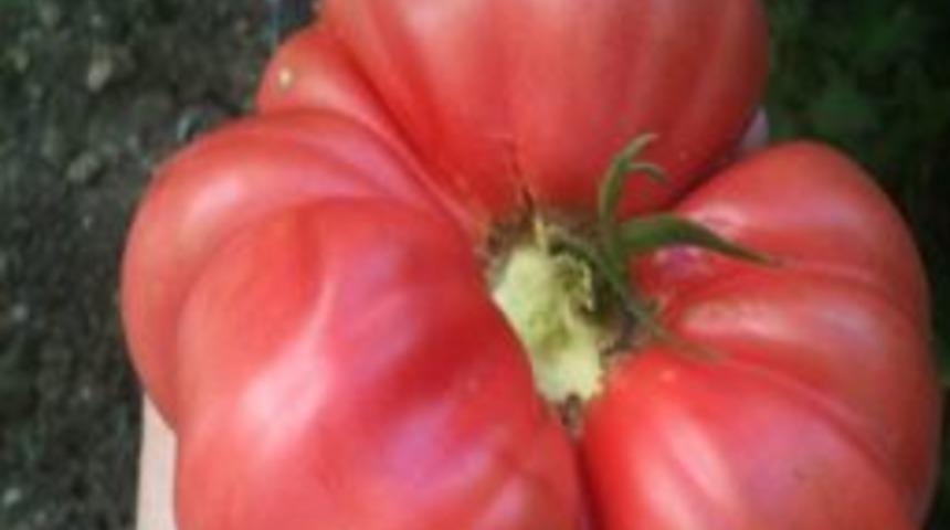 Belediyenin Dağıttığı Fidelerde 1 Kilogram Ağırlığında Domates Yetişti