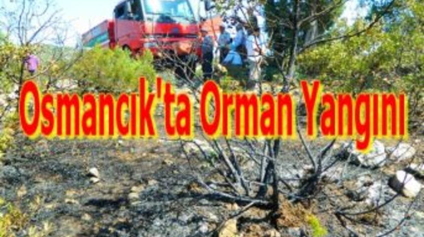 Osmancık'ta orman yangını