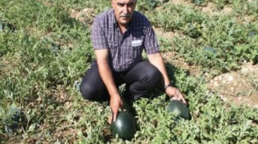 Yerel Karpuz Şenlikle Hasat Edilecek