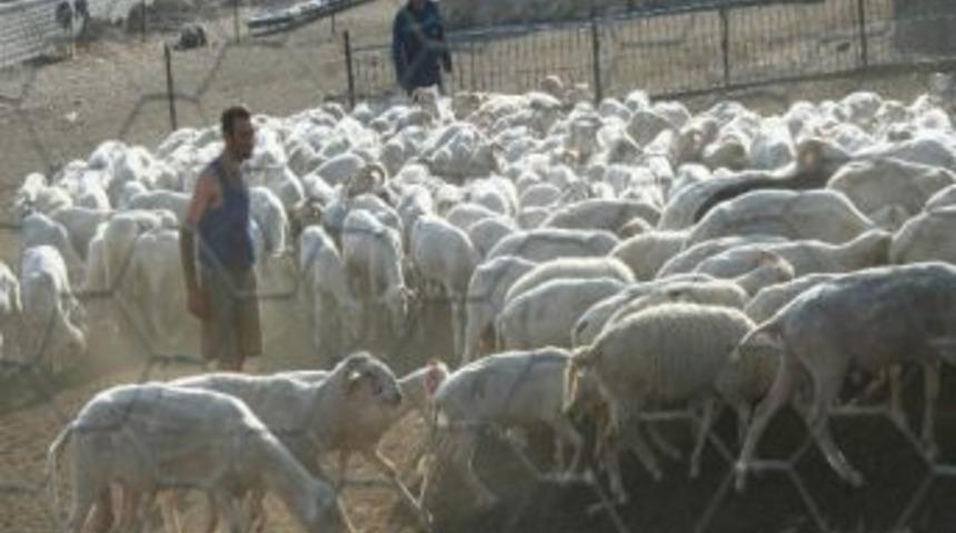 &lsquo;koyun Gibi&rsquo; S&ouml;z&uuml; Doğru Değilmiş