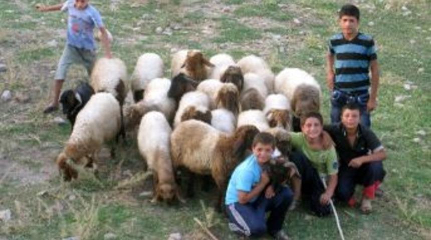 Tatilde &Ccedil;obanlık Yapan &Ccedil;ocuklar, Okulların A&ccedil;ılmasını Bekliyor