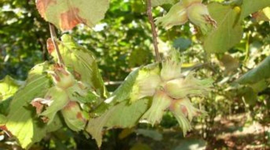 Fındık İş&ccedil;ileri fazla para istiyor