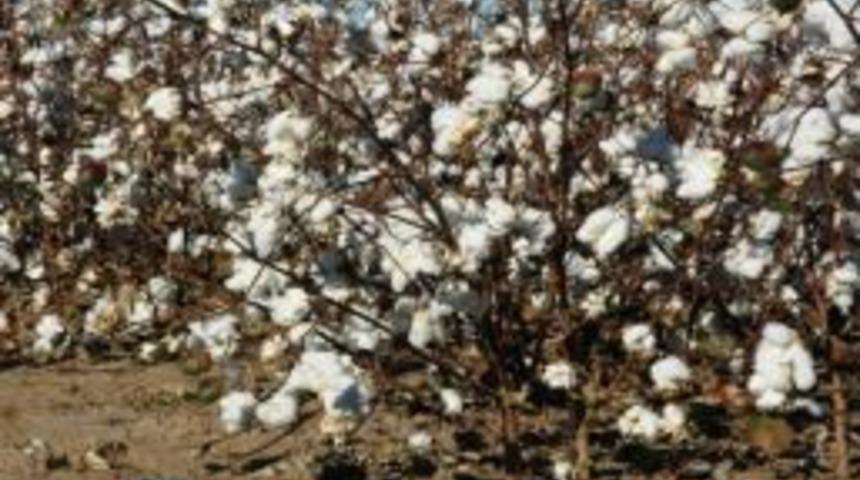 Bing&ouml;l&rsquo;&uuml;n 'pamuk' Yorumu