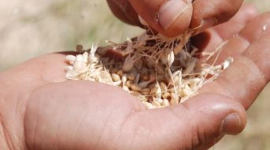 Şanlıurfa Ticaret Borsası'nda Buğday İhalesi Yapılacak