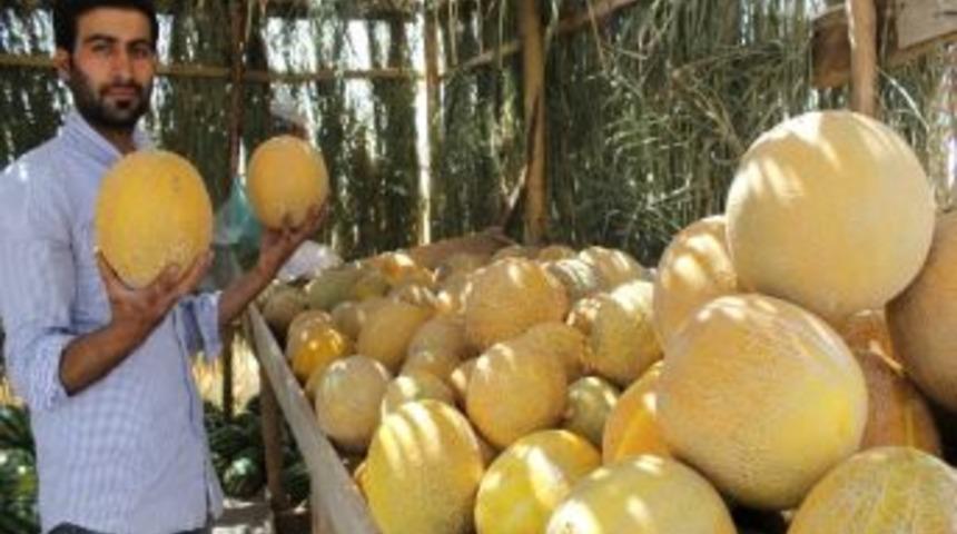 Alak&ouml;y Kavununa Rağbet B&uuml;y&uuml;k