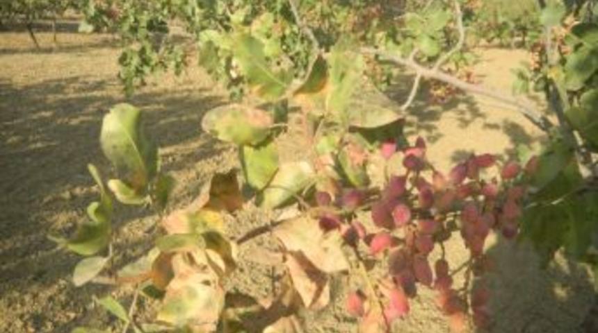 Fıstık Ağa&ccedil;larındaki Hastalık Verim Kaybına Yol A&ccedil;ıyor