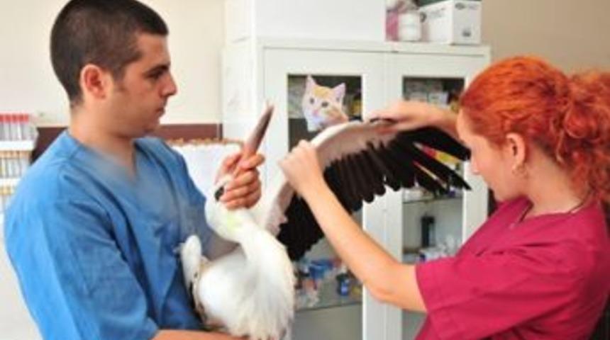 U&ccedil;amayan Leylek, Beylikd&uuml;z&uuml;&rsquo;nde