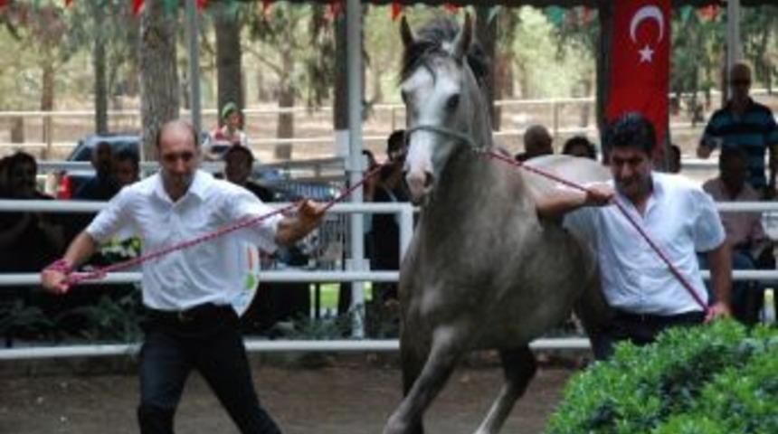 L&uuml;ks Daire Fiyatına Taylar Kapışıldı