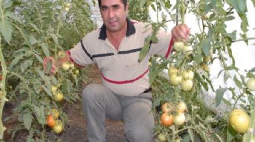 Elbistan'da Seracılık Alternatif Olma Yolunda