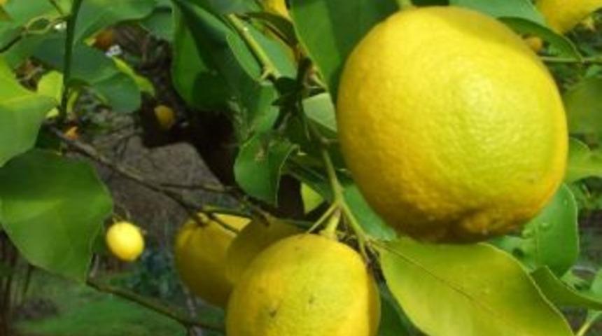 Limon İhalesi İlgi G&ouml;rmedi