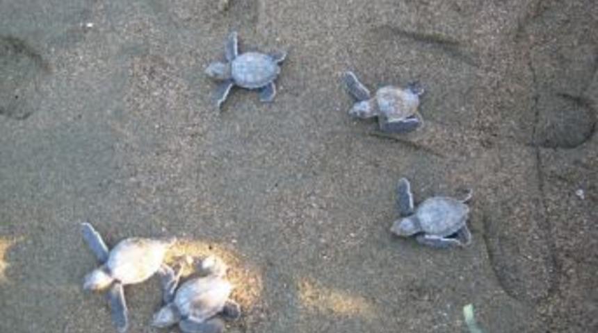 Yavru Caretta Carettalar Mavi Sularla Buluştu