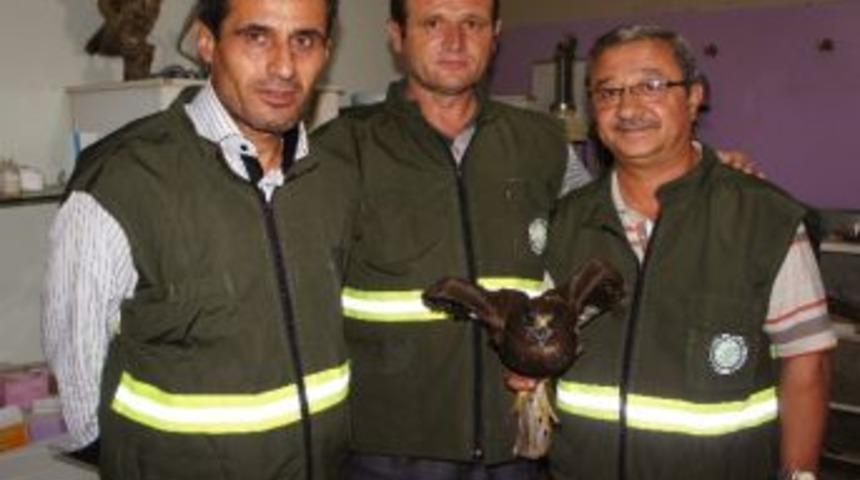 Yaralı Şahin Tedavi Edildi