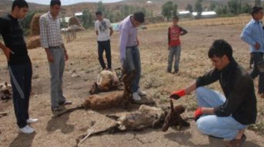 Kurtlar Koyun S&uuml;r&uuml;s&uuml;ne Saldırdı