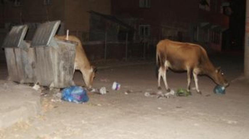 Bingöl’de Başıboş İneklerin Sahiplerine Para Cezası Geliyor