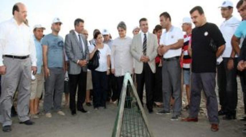 Yavru Carettalar Mavi Sularla Buluştu