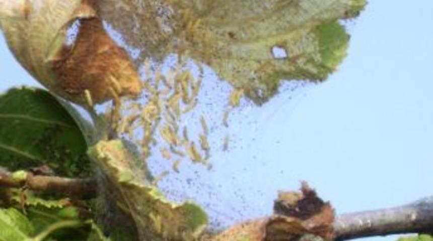 Beyaz Amerikan Kelebeği Her Yeri Sardı