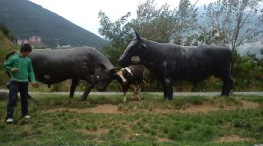 Boğa Heykelini Ger&ccedil;ek Sanınca