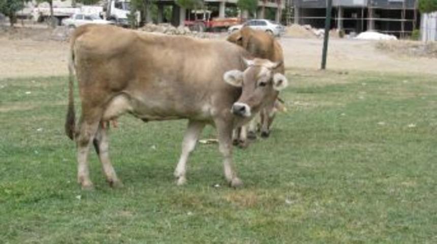 Sorgun Er Meydanı İneklerin Otlak Alanı Oldu