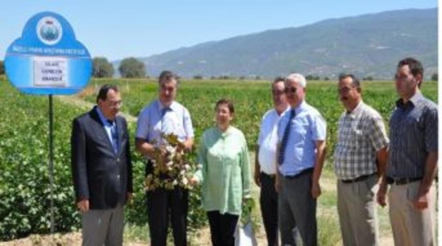 Vali Kerem Al, Nazilli Pamuk Araştırma Enstit&uuml;s&uuml;nde İncelemelerde Bulundu