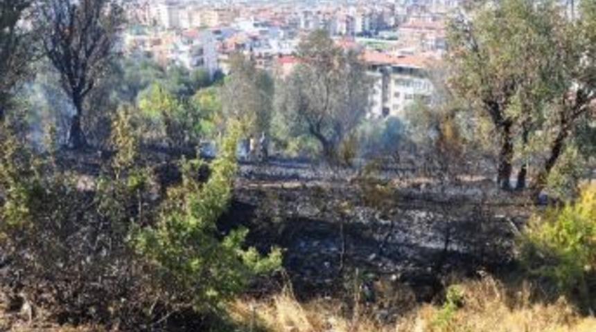 Manisa'da Zeytinlik Alan Yandı