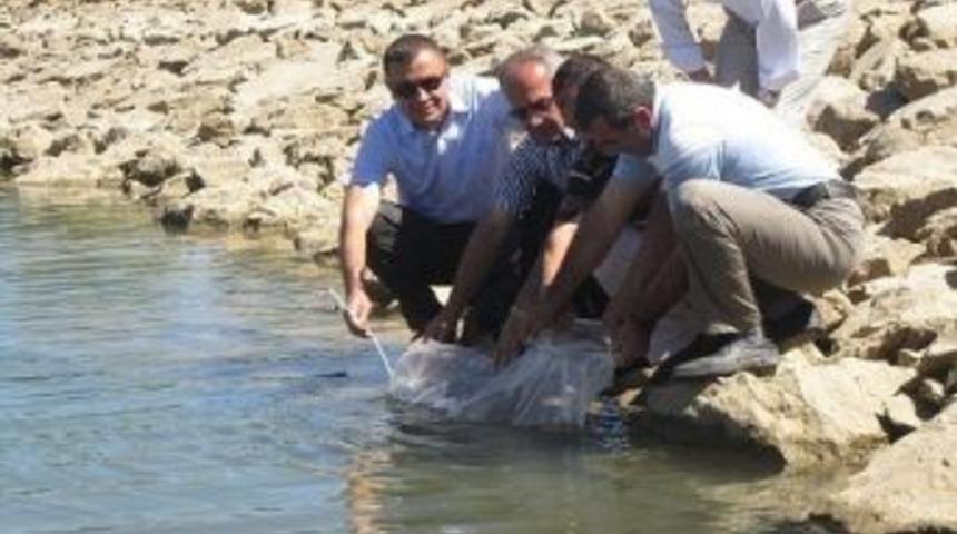 Tokat'ta 12 G&ouml;lete 40 Bin Balık Yavrusu Bırakılı
