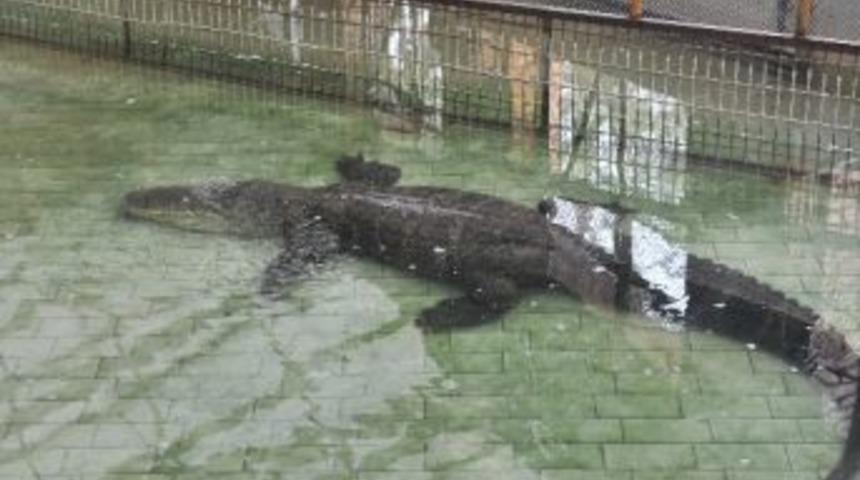 Tatil G&uuml;nlerinin Uğrak Yeri Hayvanat Bah&ccedil;esi