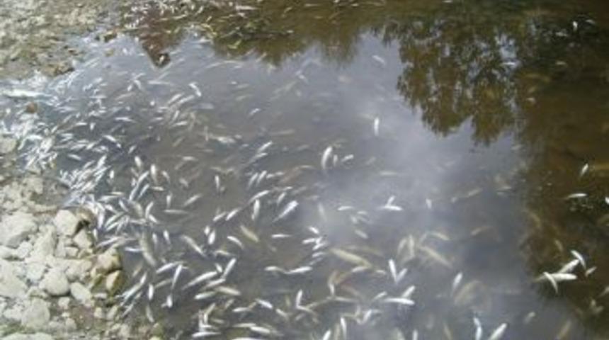 Devrekani &Ccedil;ayı&rsquo;ndan Alınan Numuneler Temiz &Ccedil;ıktı