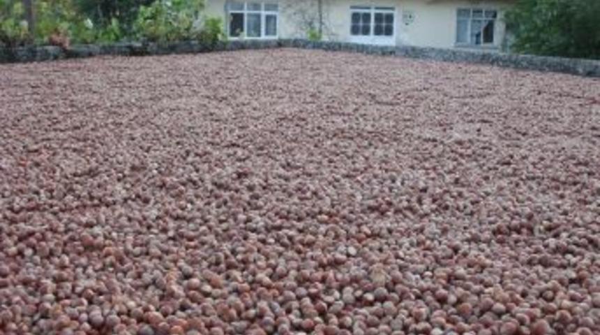 Fındığı iyi kurutun