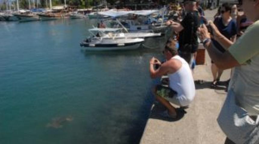 Caretta Caretta G&ouml;rmek İsteyen Turistler Fethiye Kordonboyuna Koşuyor