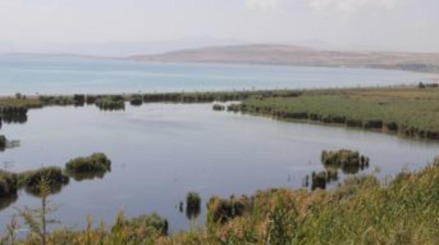 Ahlat Sazlığı 101 Kuş &Ccedil;eşidine Ev Sahipliği Yapıyor