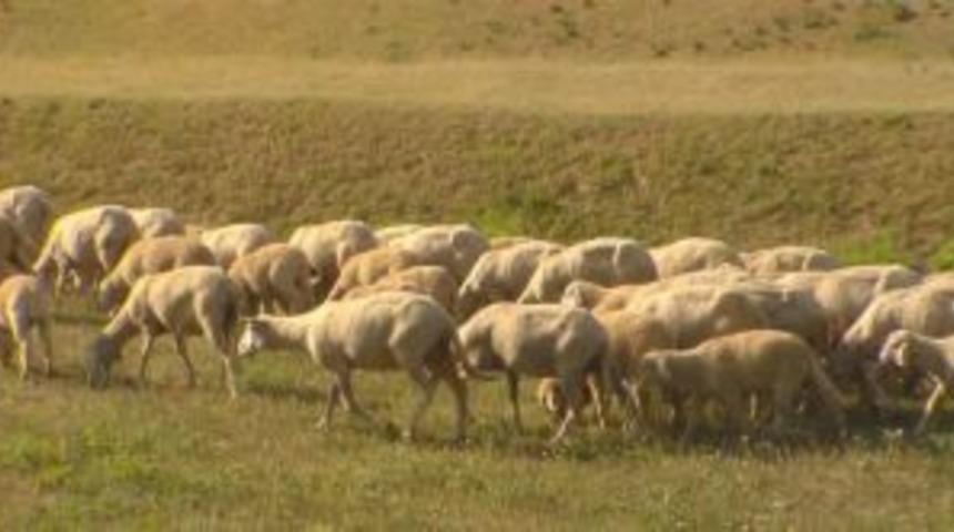 3 &Ccedil;ift&ccedil;iye 45 Koyun Verilecek