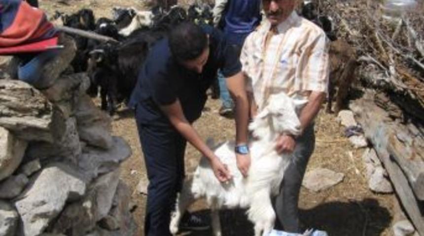 Akseki'de K&uuml;&ccedil;&uuml;kbaş Hayvanlarda K&uuml;peleme &Ccedil;alışmaları Devam Ediyor