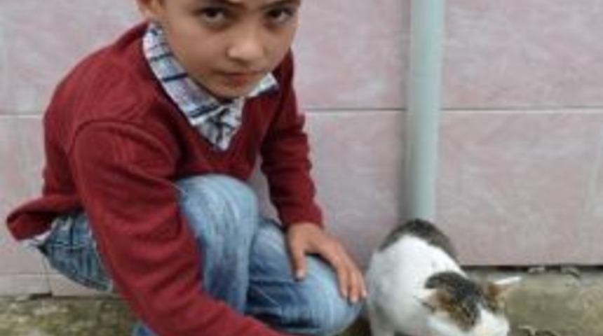 Sokak Kedisinin Dondurma Keyfi