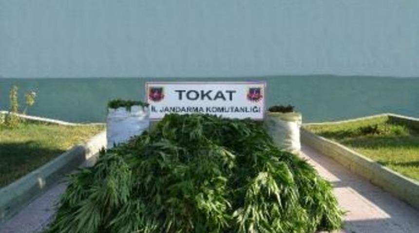 Fasulye Tarlasında Esrar Ele Ge&ccedil;irildi