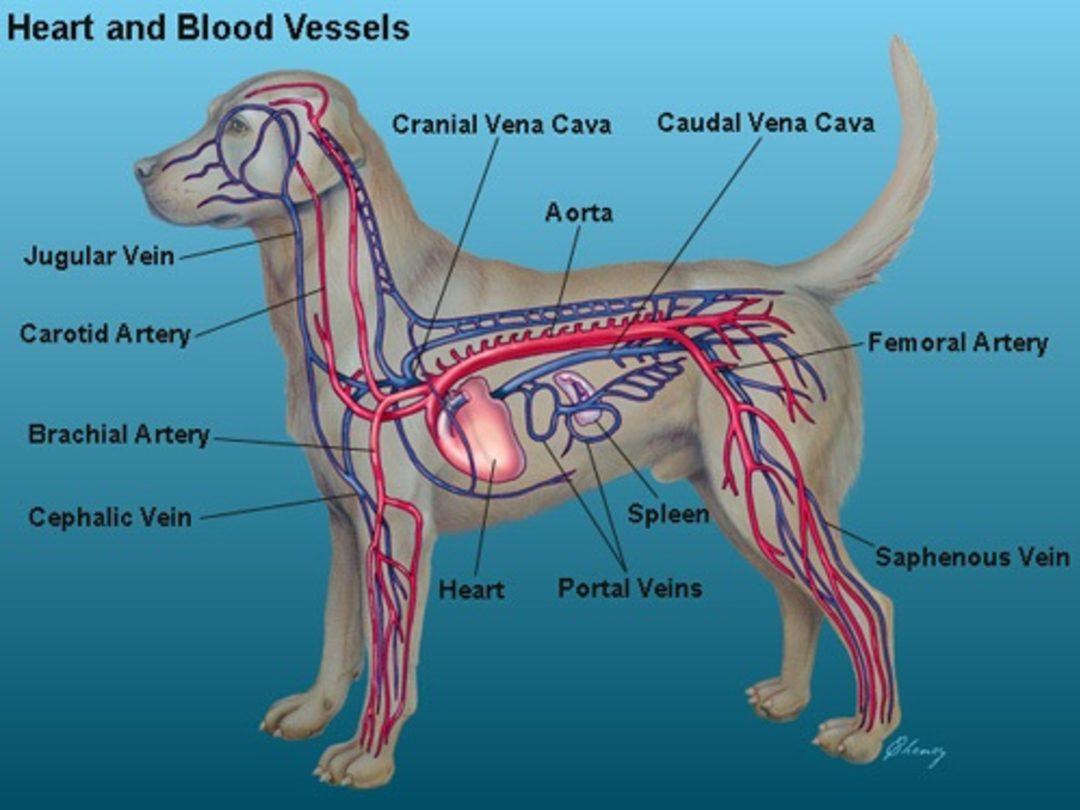 Кровообращение конечностей животных. Яремная Вена у собак анатомия. Строение кровеносной системы собаки. Кровеносная система собаки анатомия.